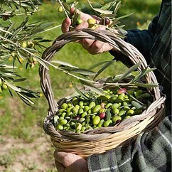 Una persona está cosechando aceitunas verdes y moradas en una canasta tejida de una rama de olivo, destinada a convertirse en el mejor aceite de oliva andaluz.