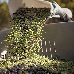 Una persona vierte un cubo de aceitunas verdes y moradas en un contenedor grande al aire libre, una reminiscencia de las ricas tradiciones asociadas con el aceite de oliva andaluz.