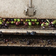 Una imagen en primer plano de un molinillo mecánico procesando aceitunas verdes y negras, con algunos restos triturados esparcidos por todas partes, revelando los inicios del auténtico aceite de oliva andaluz.